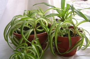 комнатные растения очищающие воздух