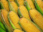 Польза вареной кукурузы. Чем полезна вареная кукуруза 